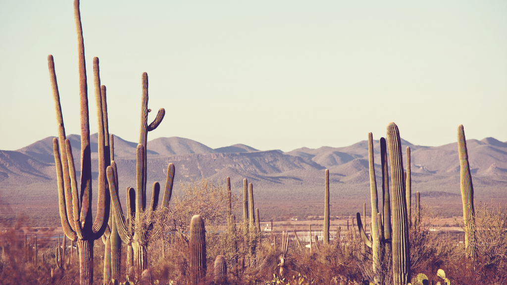 Cactus