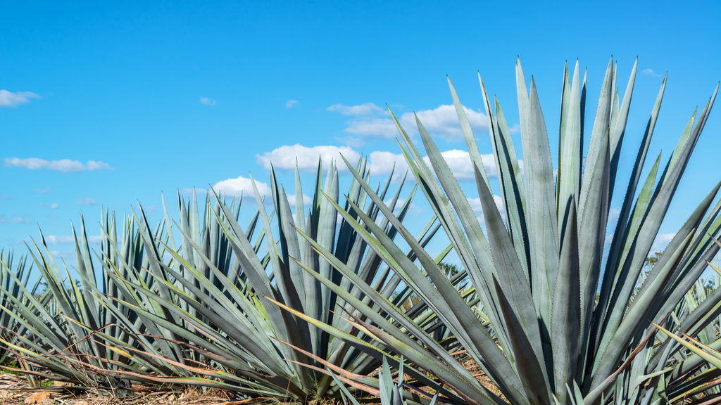 Agave