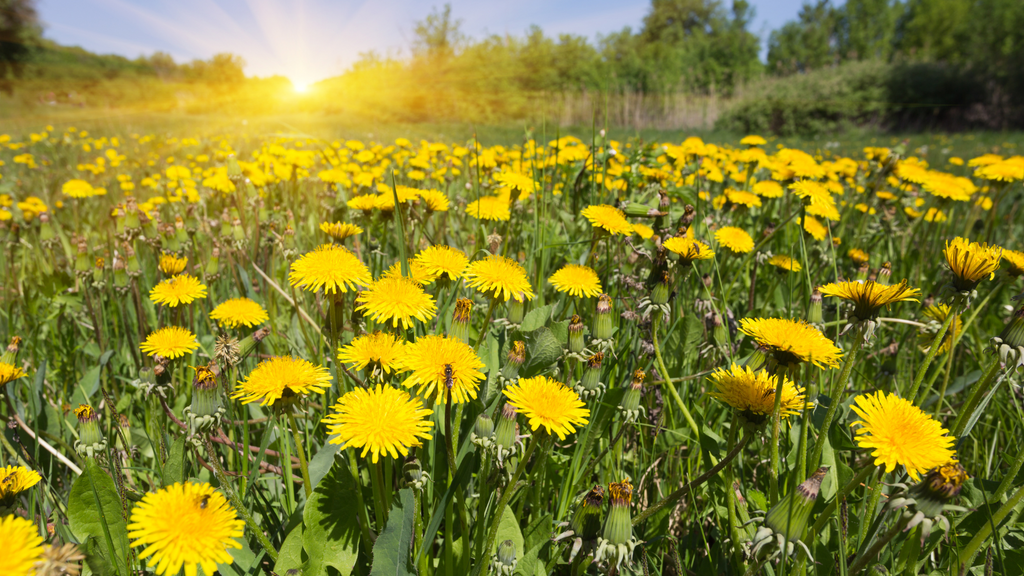 Dandelion