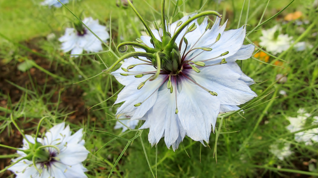 Cumin
