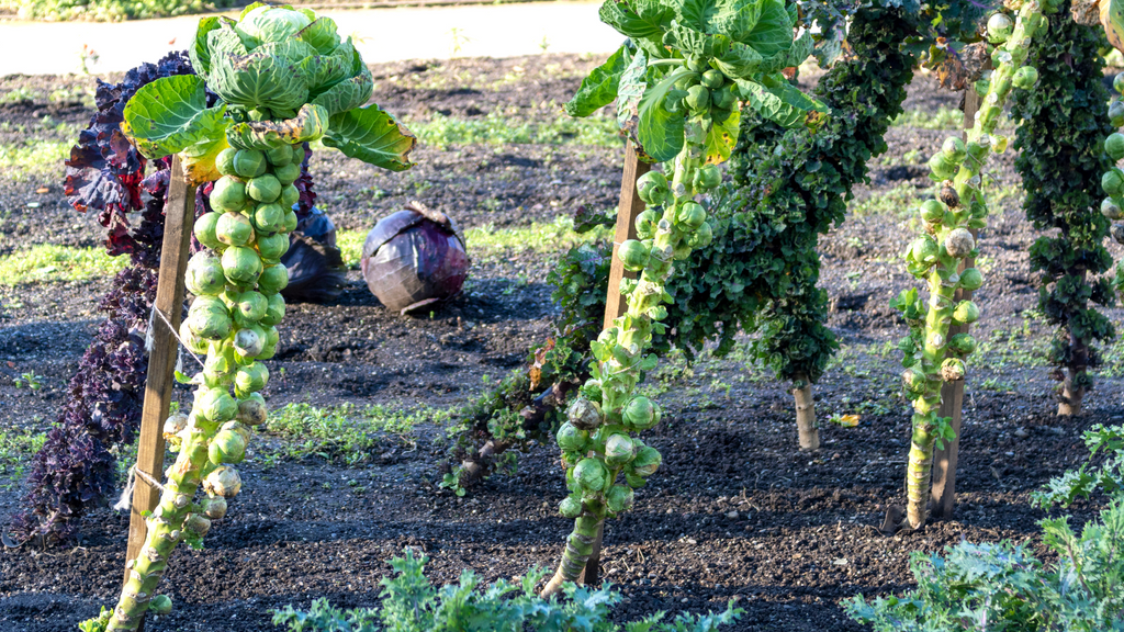 Brussel Sprouts