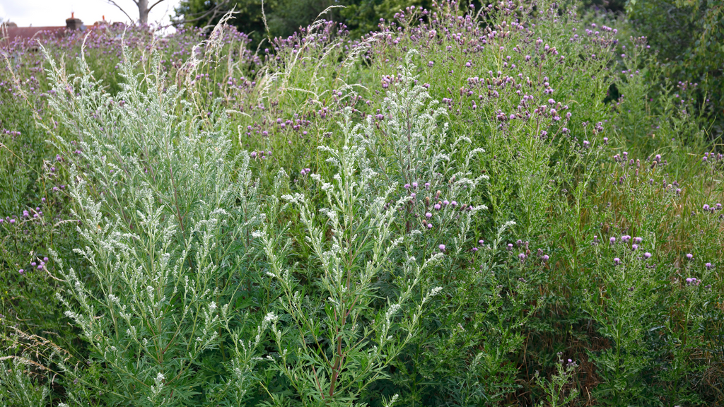 Artemisia