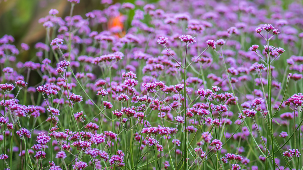 Vervain