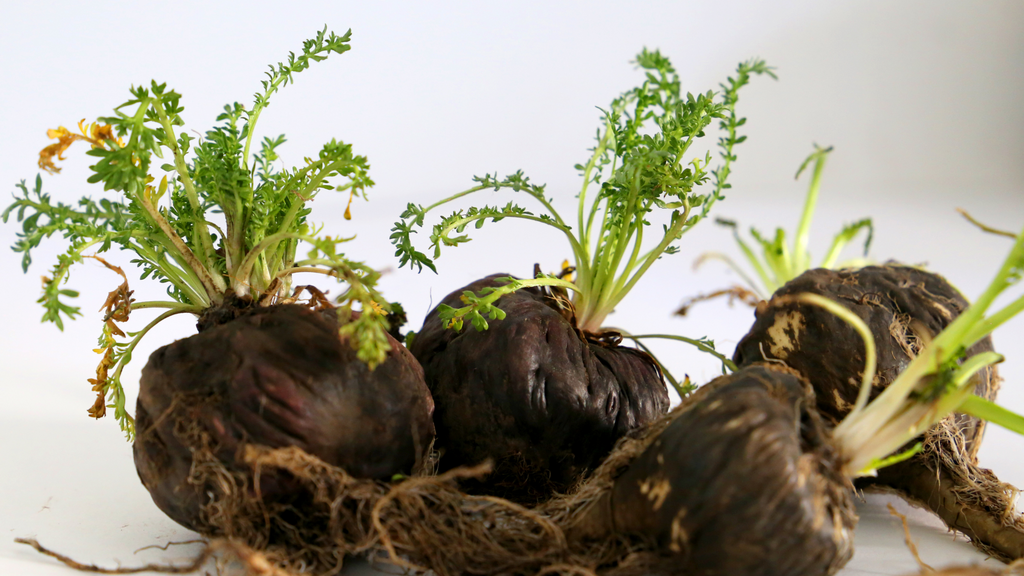 Maca