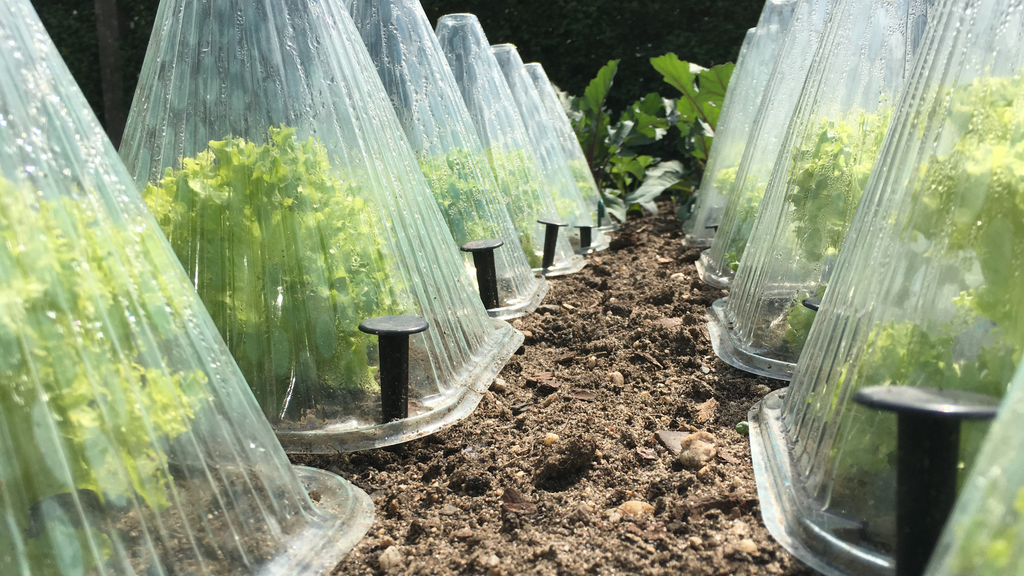 Endive