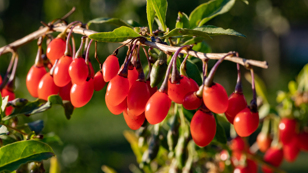Goji/ Wolfberries