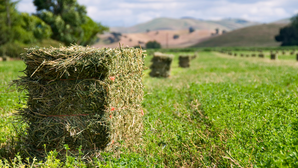 Alfalfa