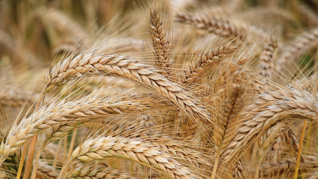 Barley