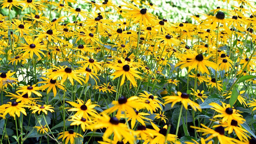 Rudbeckia