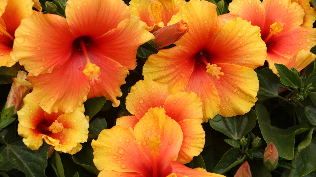 Hibiscus
