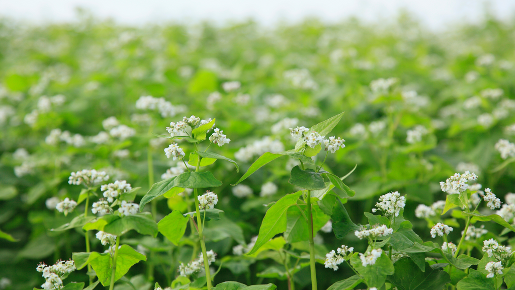 Buckwheat