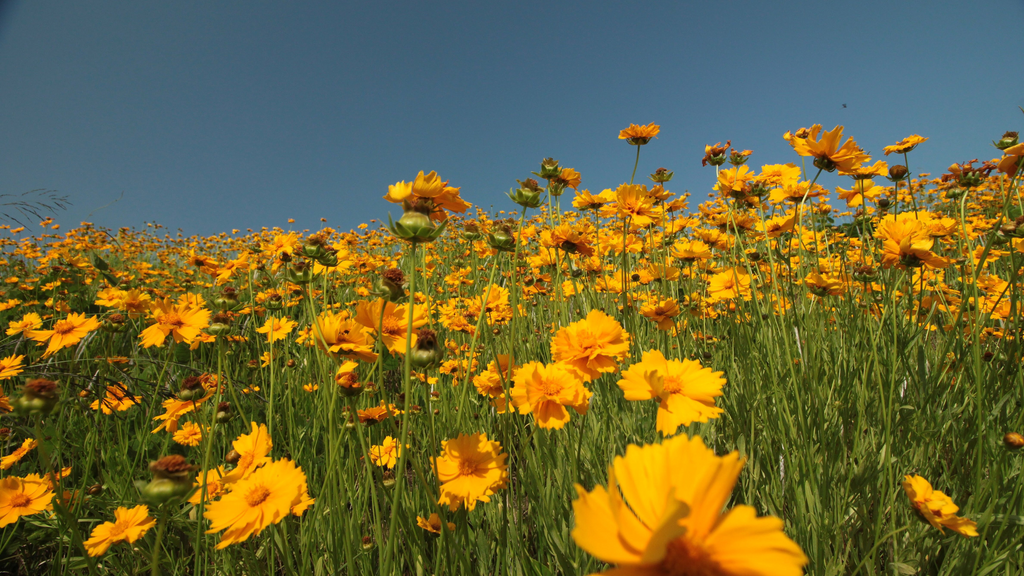 Coreopsis