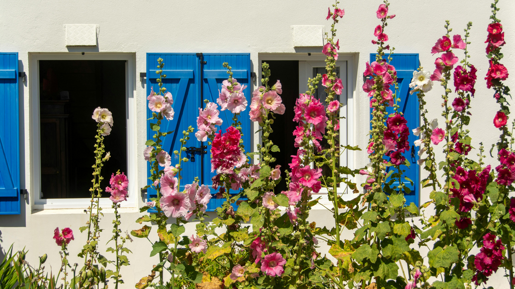 Hollyhock