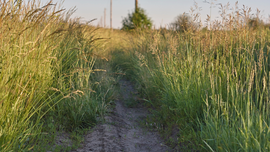 Fescue