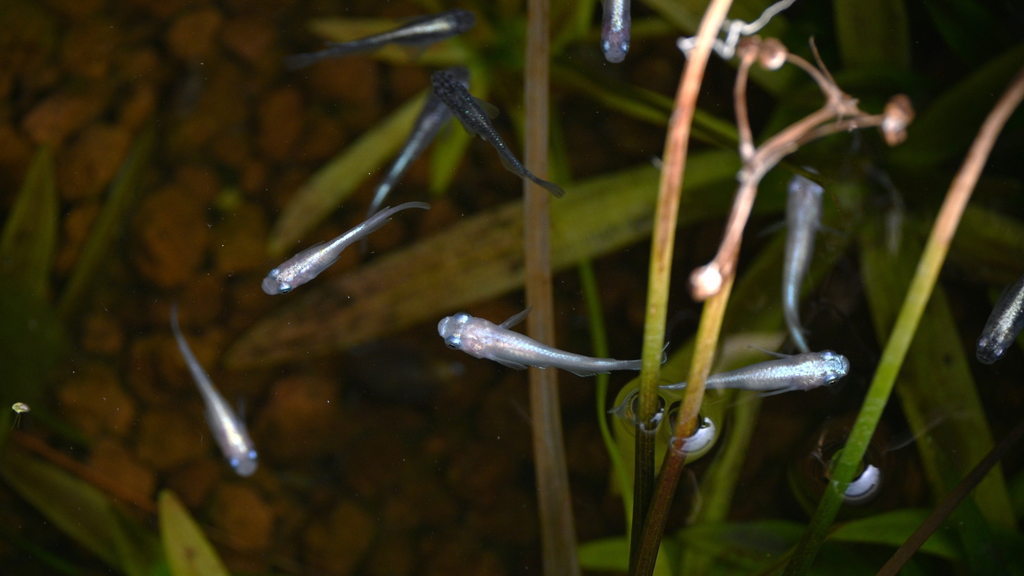 Ricefish – Terra Mater Gardens