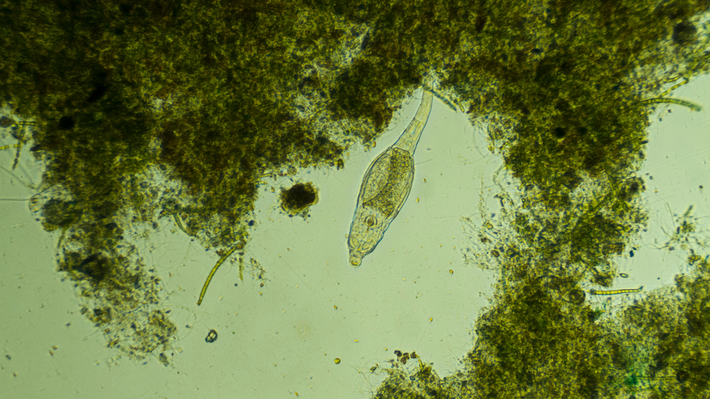 Mircrofauna Microfauna – Terra Mater Gardens