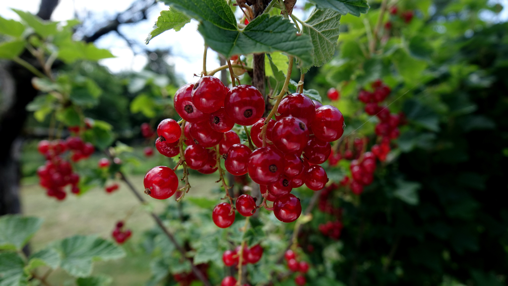 Ribes – Terra Mater Gardens
