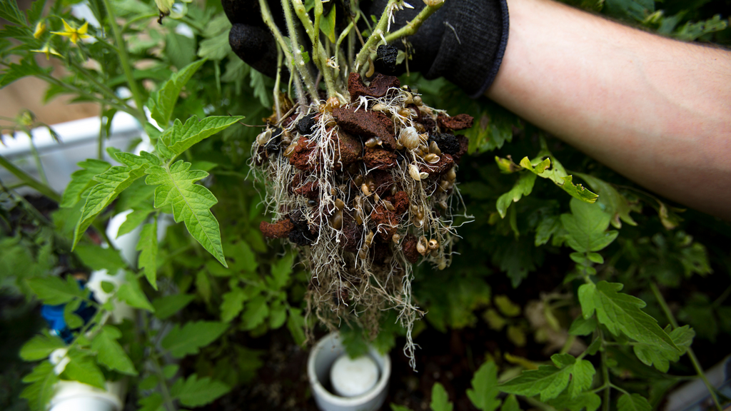 EMERGENT PLANTS