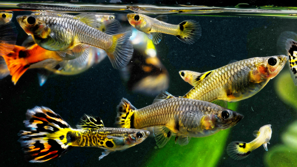 ALL AQUATIC ANIMALS