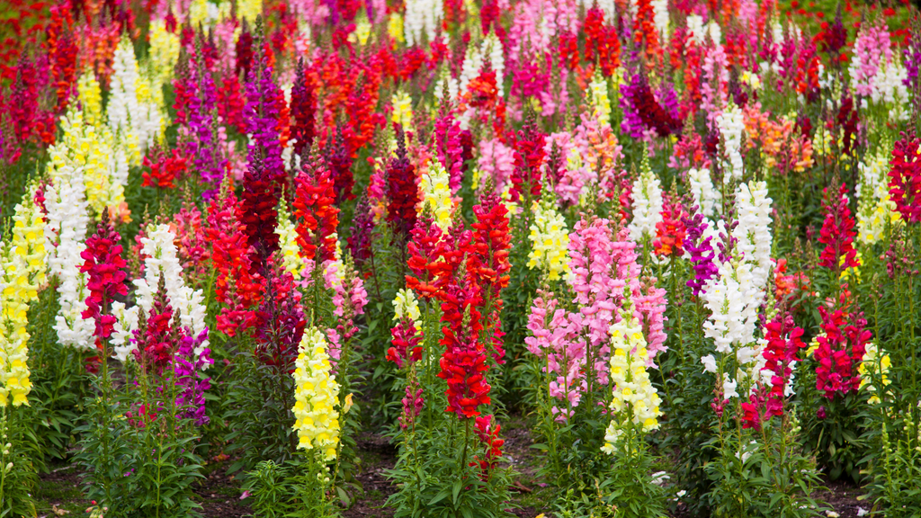 Snapdragon