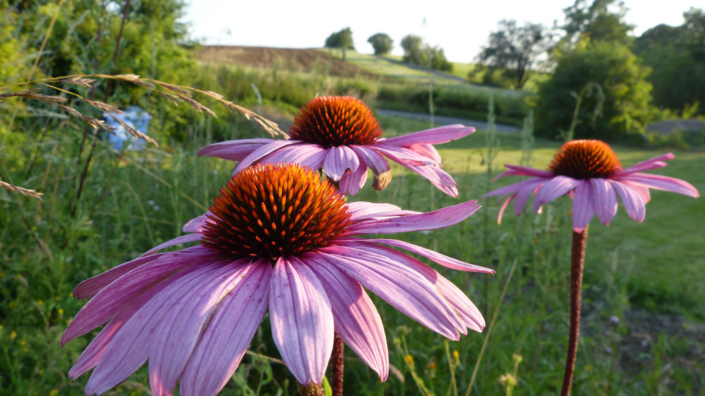 Echinacea