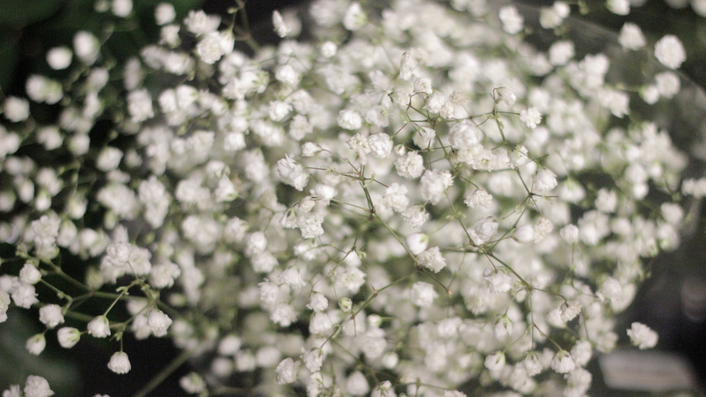 Baby Breath