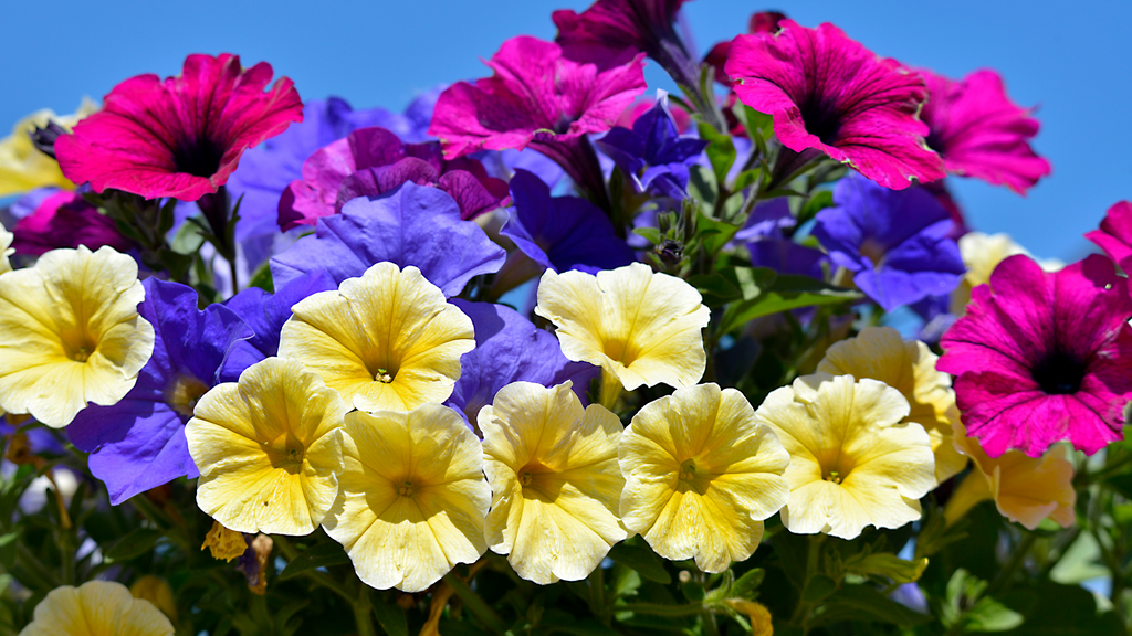 Petunia
