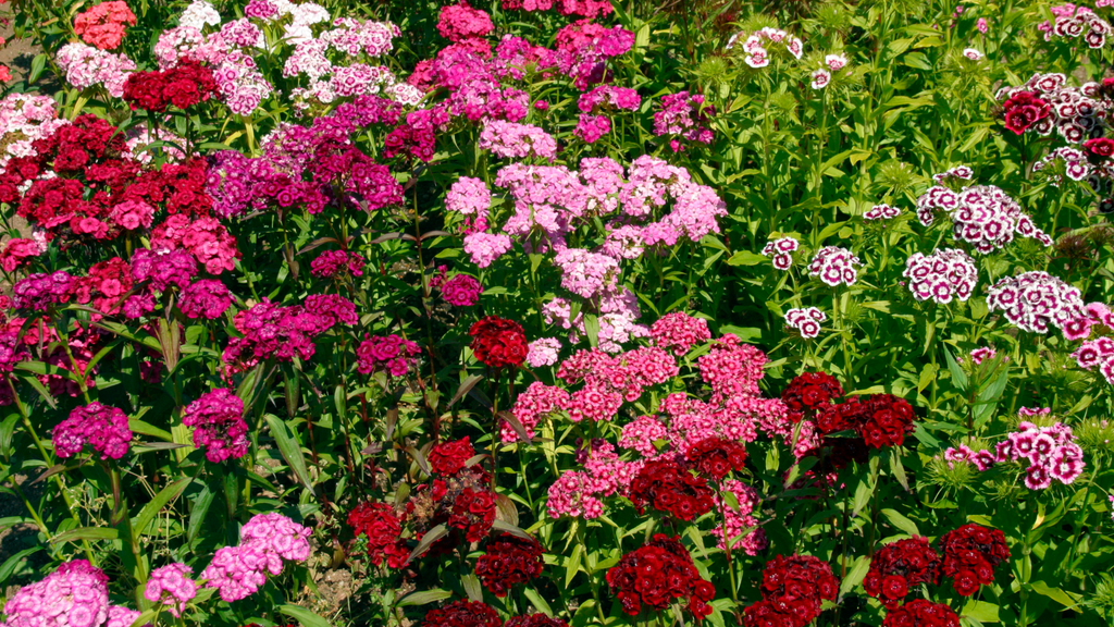 Dianthus