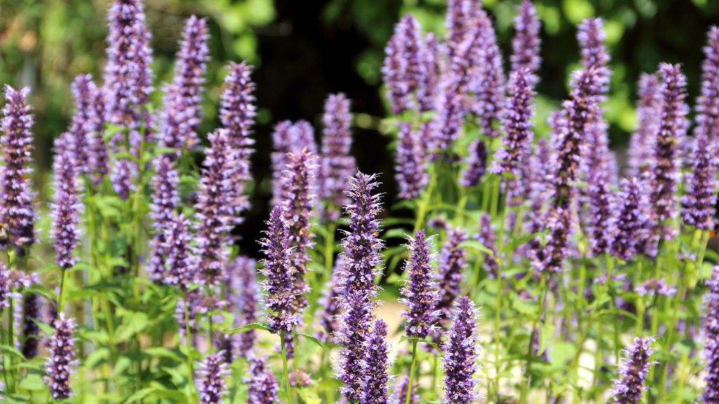 Agastache