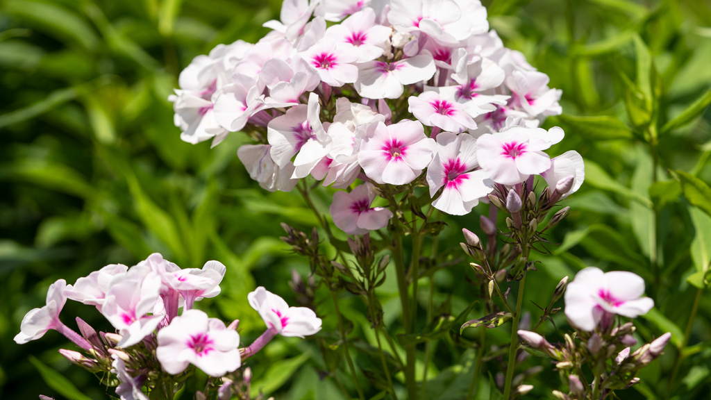 Phlox