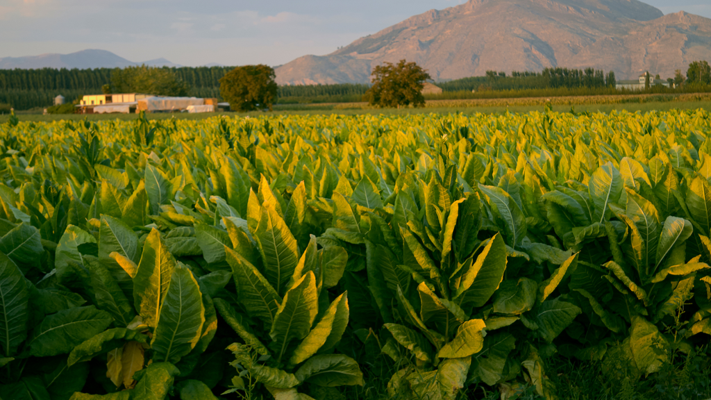 import tobacco license Avoid Delays for CBMA Import Claims import tobacco license Avoid Delays for CBMA Import Claims