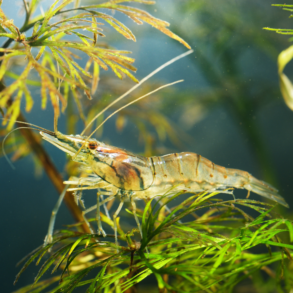 SHRIMP