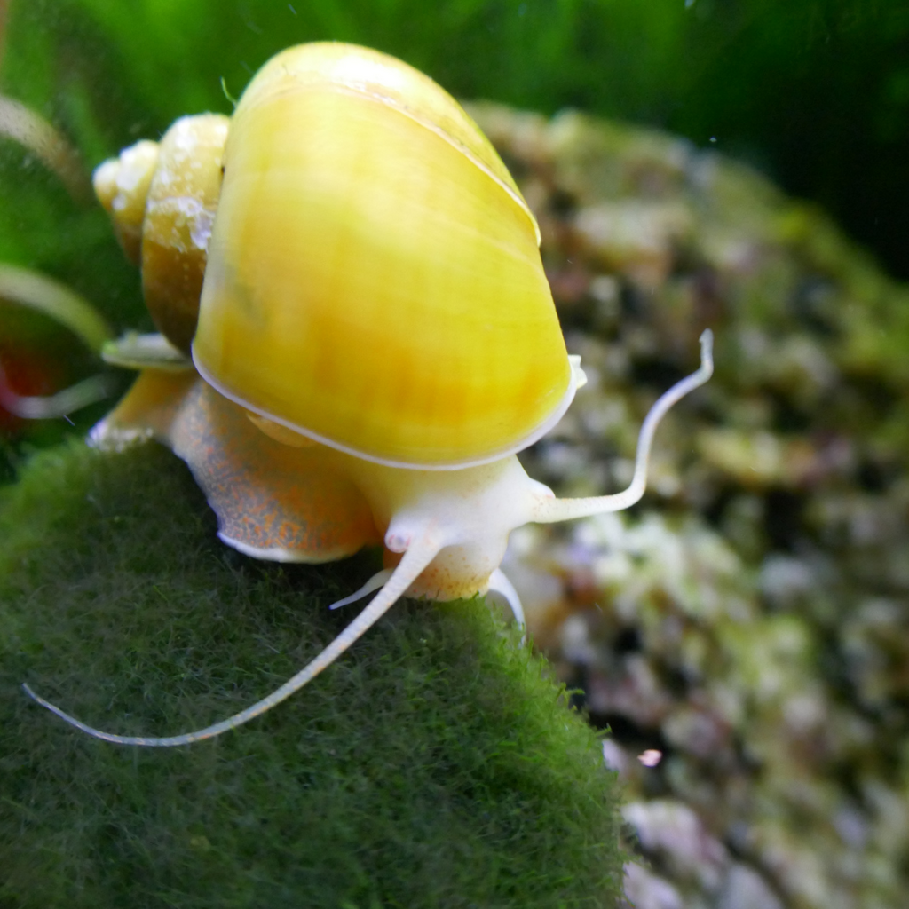 SNAILS