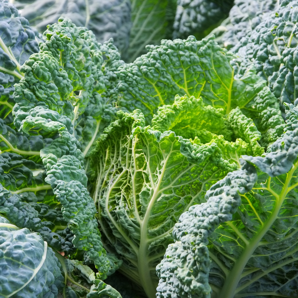 VEGETABLES