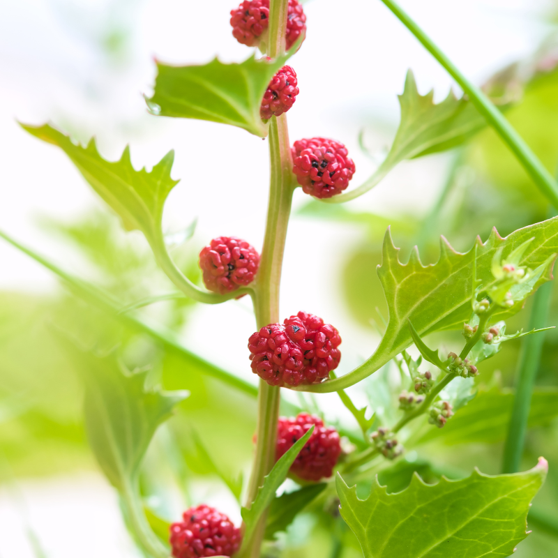 strawberry seeds edible Strawberry Spinach Seeds (Blitum capitatum) – Unique Edible Green with – Terra Mater Gardens
