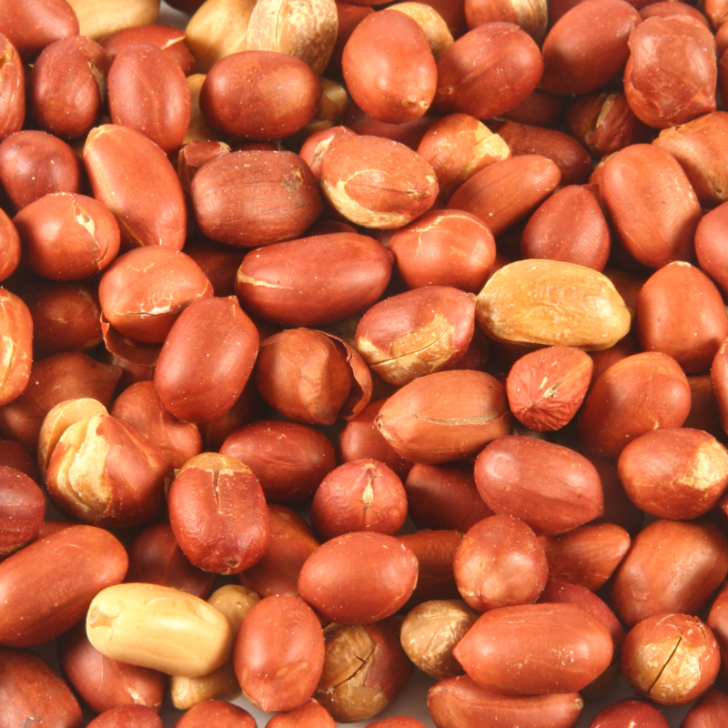 spanish peanut seeds for planting Organic Spanish Peanut Seeds (Arachis hypogaea) – 10+ Seeds for Small, Sweet Peanuts, Great for Roasting and Snacking