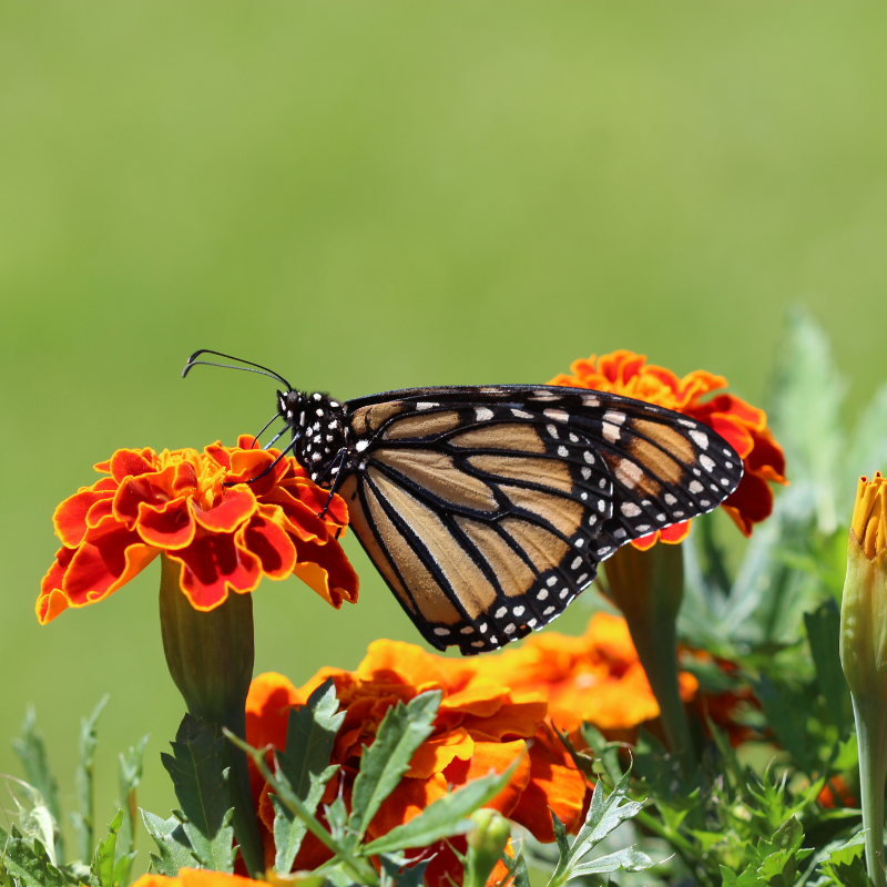 monarch butterfly wildflower seed mix Organic Monarch Butterfly Wildflower Mix Seeds – 250+ Seeds for Monarc – Terra Mater Gardens