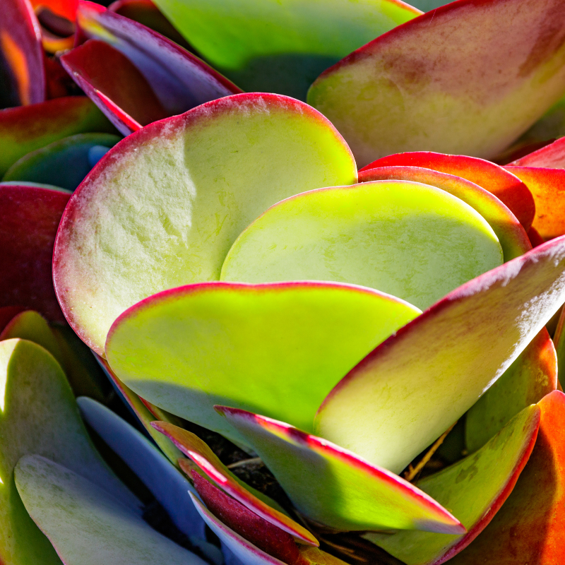 paddle shaped succulent Paddle Plant Seeds (Kalanchoe thyrsiflora) – Unique Succulent with Bold, Rosette-Shaped Leaves