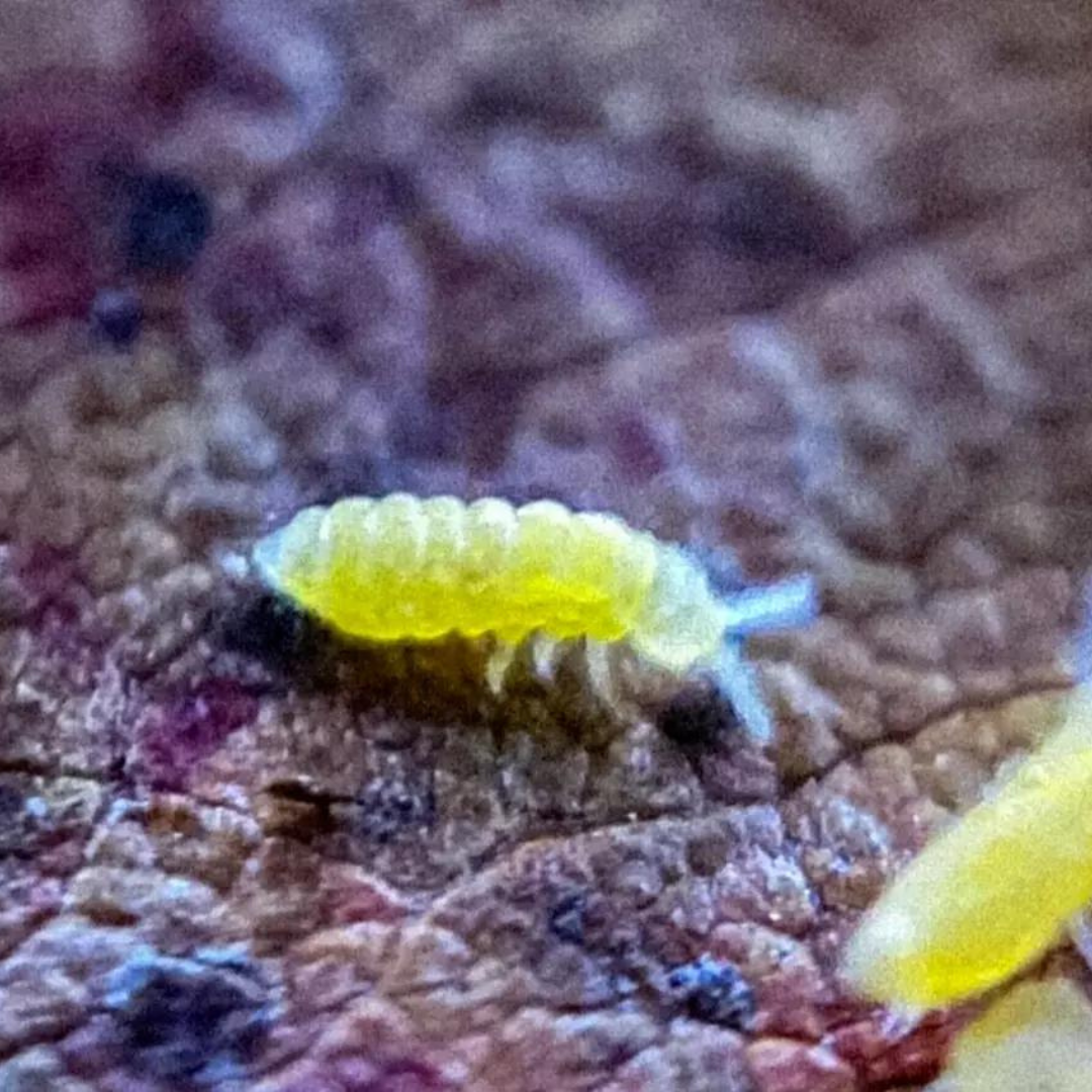 Yellow Albino Springtails (Ceratophysella sp.) – Rare, globular spring ...