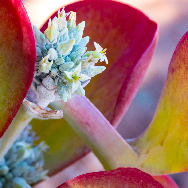 paddle plant seeds Paddle Plant Seeds (Kalanchoe thyrsiflora) – Unique Succulent with Bold, Rosette-Shaped Leaves