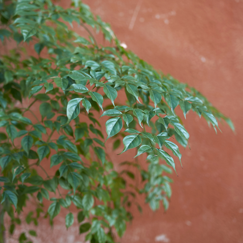 china doll plant seeds China Doll Tree Seeds (Radermachera sinica) – Fast-Growing Indoor Beauty with Glossy Green Foliage