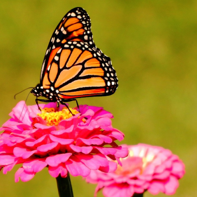 monarch butterfly wildflower seed mix Organic Monarch Butterfly Wildflower Mix Seeds – 250+ Seeds for Monarc – Terra Mater Gardens