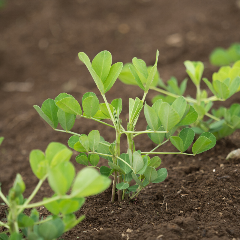 organic peanut seeds for planting Organic Spanish Peanut Seeds (Arachis hypogaea) – 10+ Seeds for Small, – Terra Mater Gardens