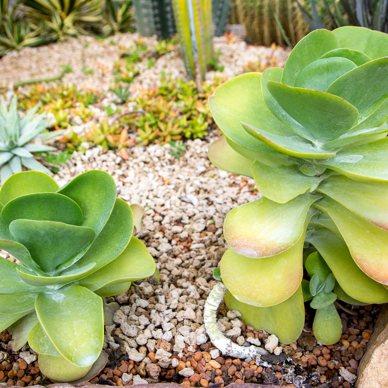 succulents kalanchoe Paddle Plant Seeds (Kalanchoe thyrsiflora) – Unique Succulent with Bold, Rosette-Shaped Leaves