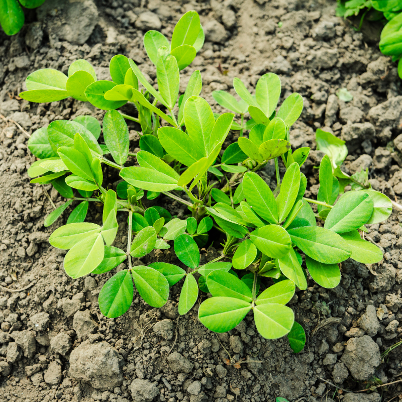 spanish peanut seeds for planting Organic Spanish Peanut Seeds (Arachis hypogaea) – 10+ Seeds for Small, Sweet Peanuts, Great for Roasting and Snacking