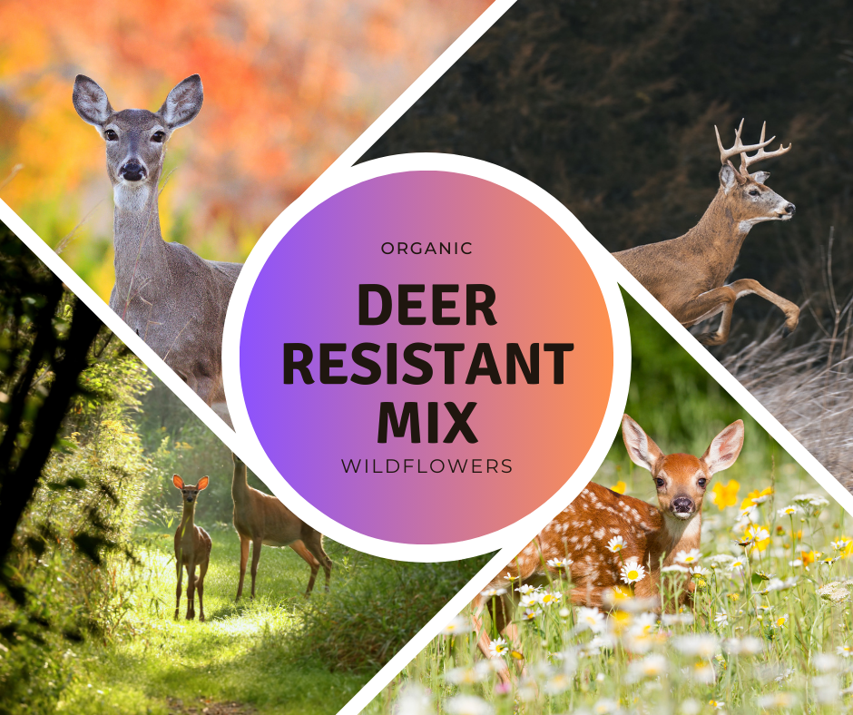 deer resistant wildflower seed mix Deer Resistant Wildflower Mix Seeds – A colorful blend of tough, resil –  Terra Mater Gardens