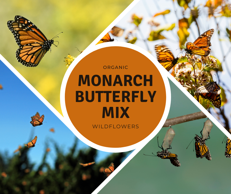 monarch butterfly wildflower seed mix Organic Monarch Butterfly Wildflower Mix Seeds – 250+ Seeds for Monarc –  Terra Mater Gardens