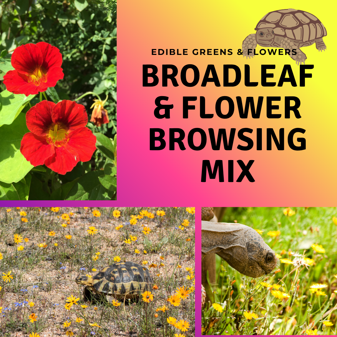 tortoise plant seeds Tortoise Broadleaf and Flower Browsing Mix Organic Heirloom Open Pollinated  Seeds (Mixed genera blend) Diverse mix of leafy greens and edible flowers
