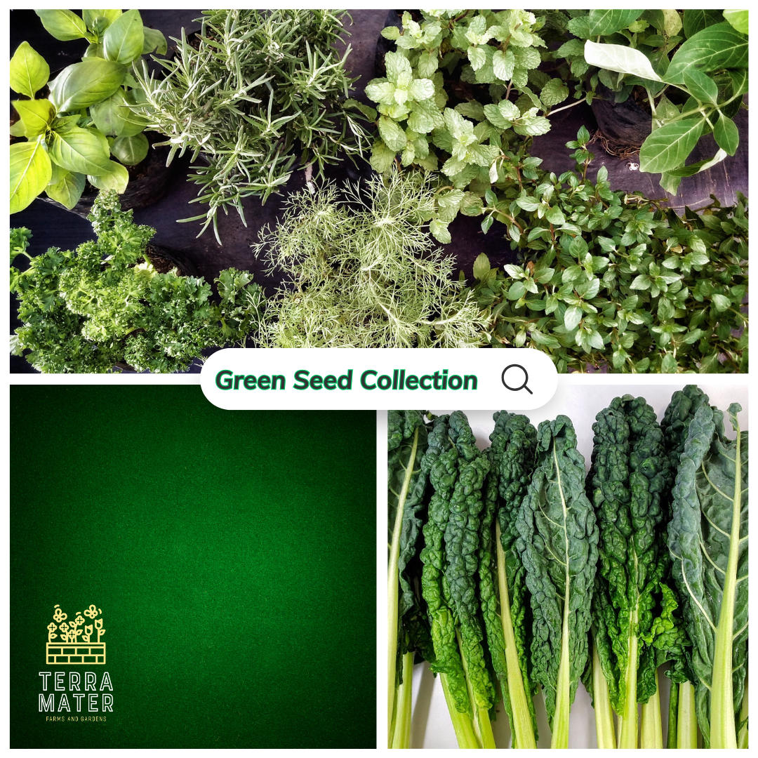 the green grove garden seeds 💚 Green Seed Collection This all-green mix celebrates foliage and unique green-flowering plants. A must-have for texture lovers and low-key growers