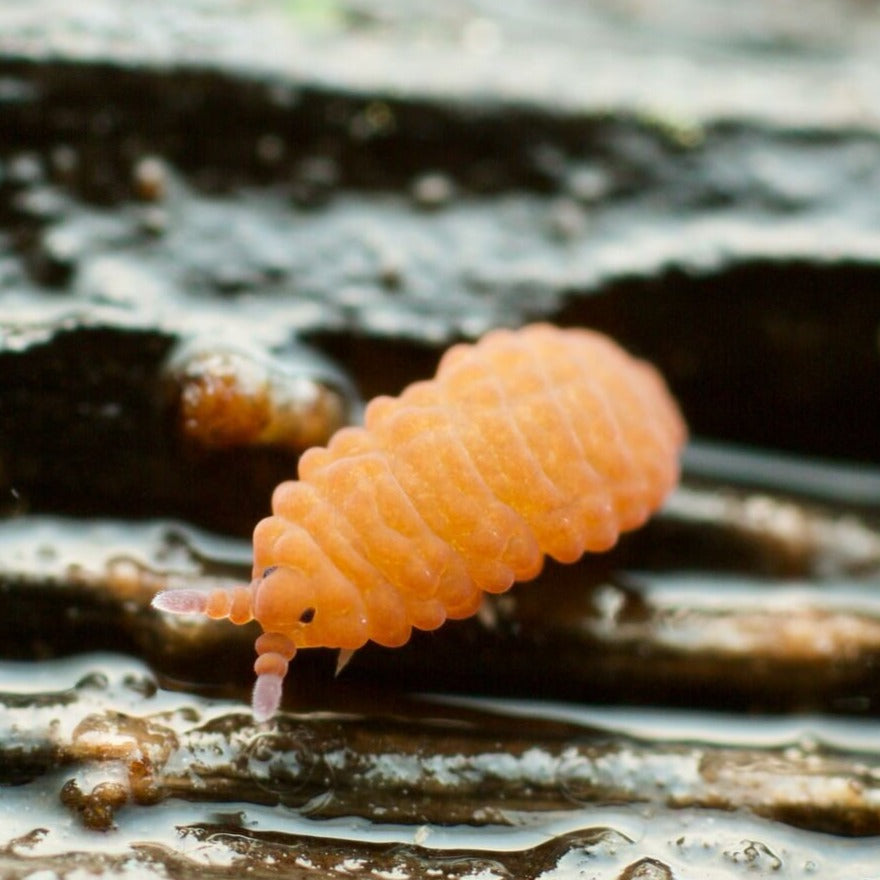 Orange Yuukianura Springtails (Aphorurides sp.) – Live Springtails for ...